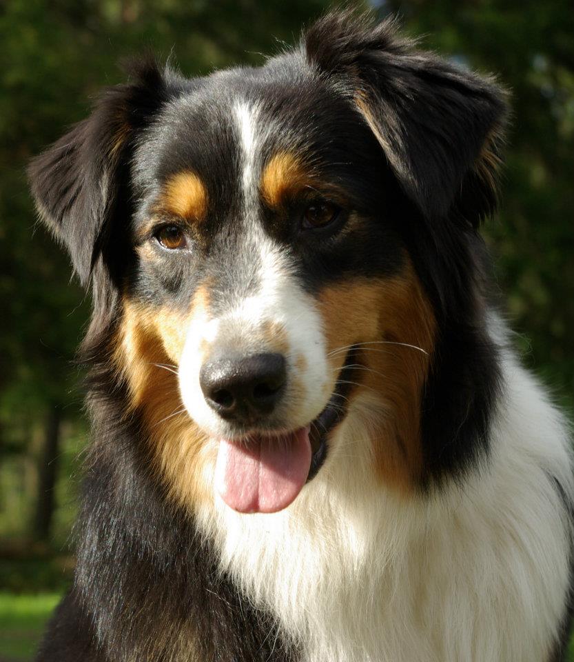 Est J CH, Lv J CH, Lt J CH, Baltic J CH Est CH, Lv CH, Lt CH, Baltic CH, Rus ch, RKF CH Estonian Winner 2012 BleuRoyal Creamy Vodkanilla 
