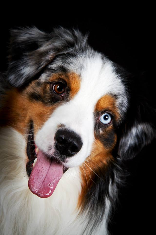 C.I.B ; EST & LV & LT & BALTIC JUN CH; EST & LV & LT & BALTIC & FI CH , EST & LV & LT VCH, EST W`11; TLN W´12; BIS W; Res.VBIS W Estonian Best Show Dog 2012 (all breeds)- Thunderbays Xtrem Xposure 
