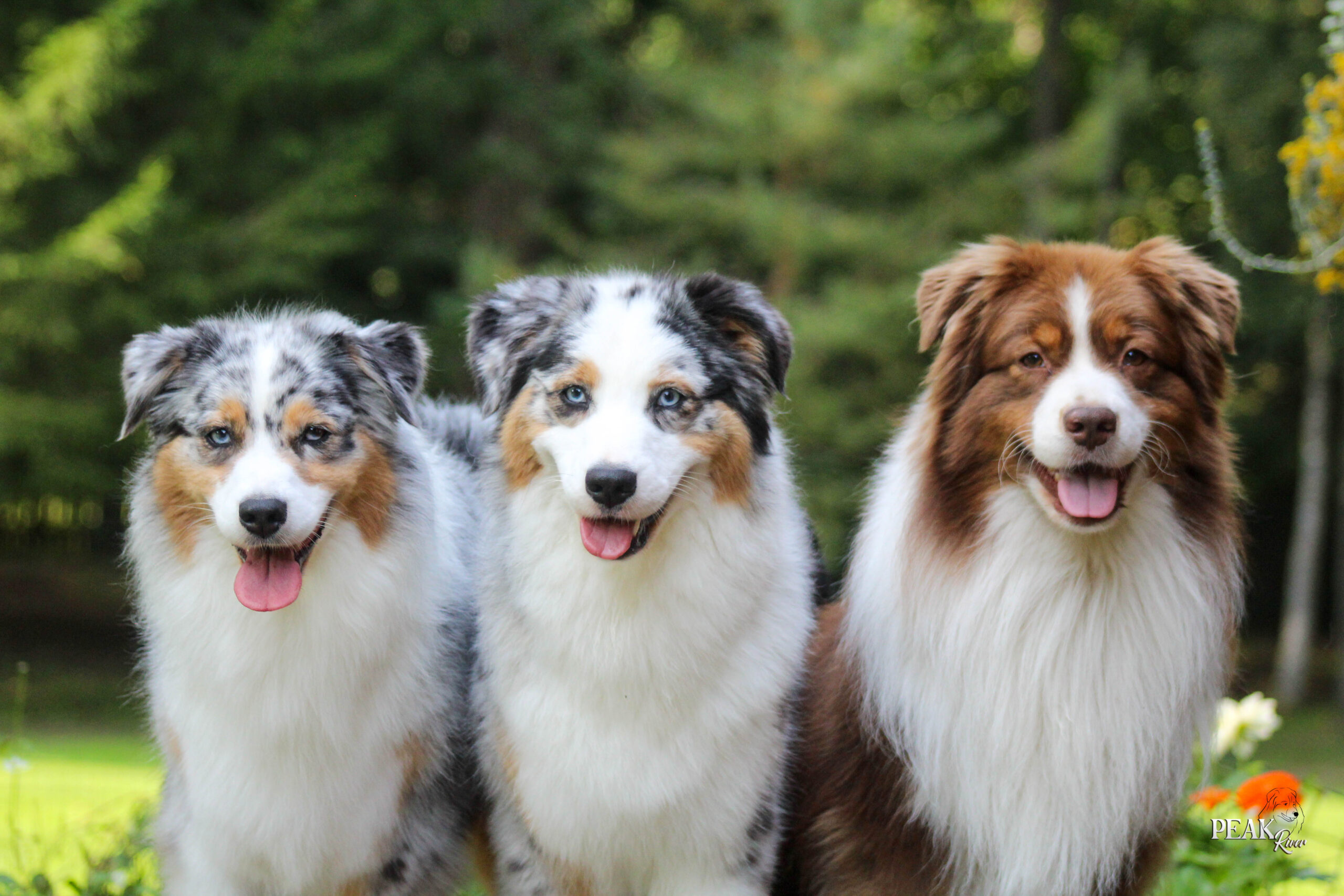 Peak River Kennel